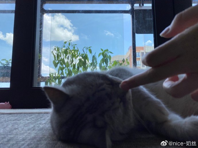 猫图片|宠物猫|猫咪|