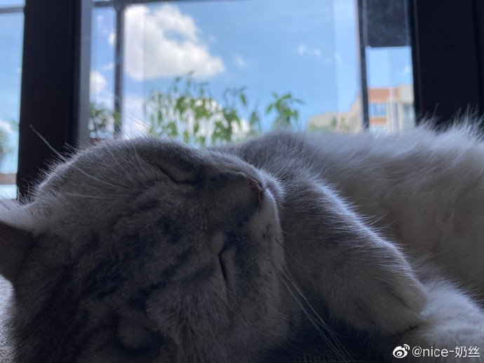 猫图片|宠物猫|猫咪|