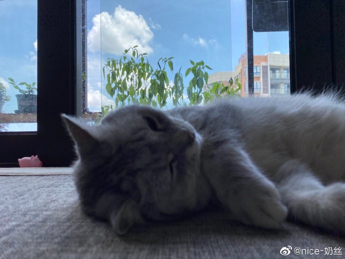 猫图片|宠物猫|猫咪|