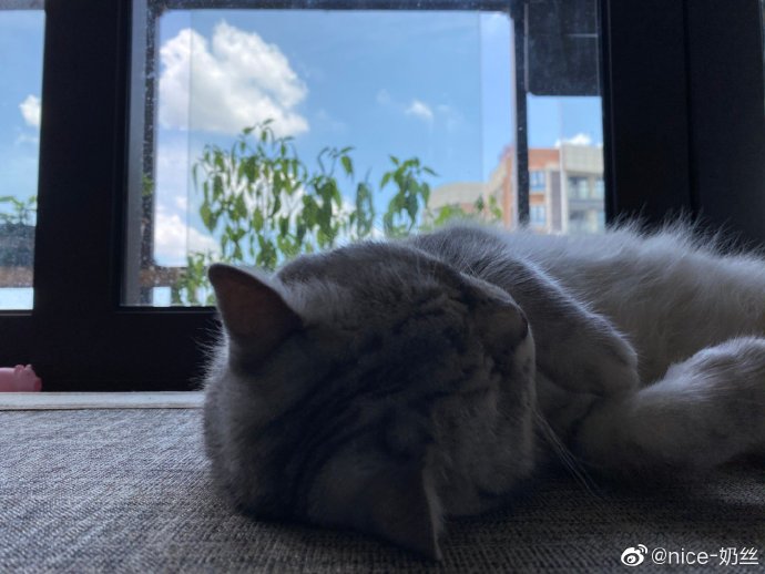 猫图片|宠物猫|猫咪|