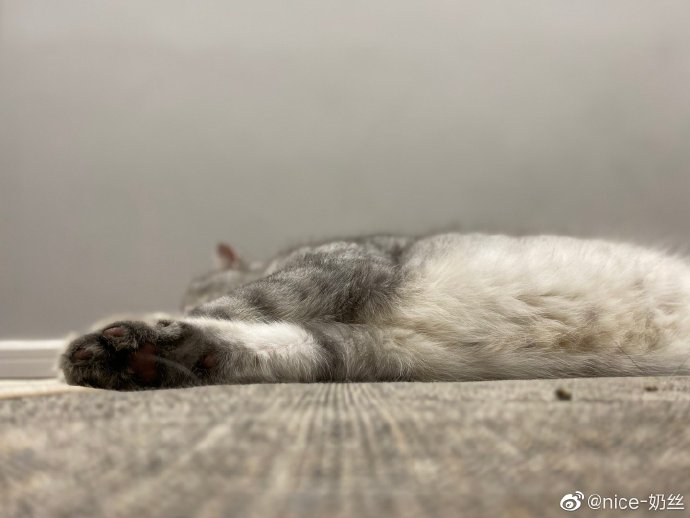 猫图片|宠物猫|猫咪|