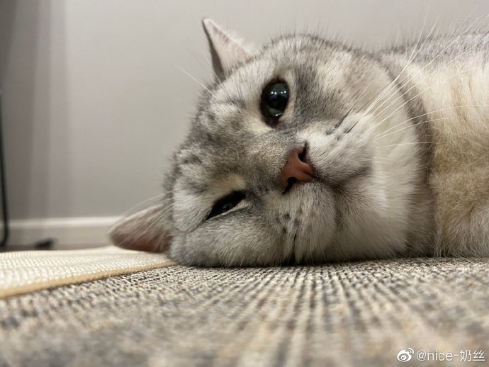 猫图片|宠物猫|猫咪|