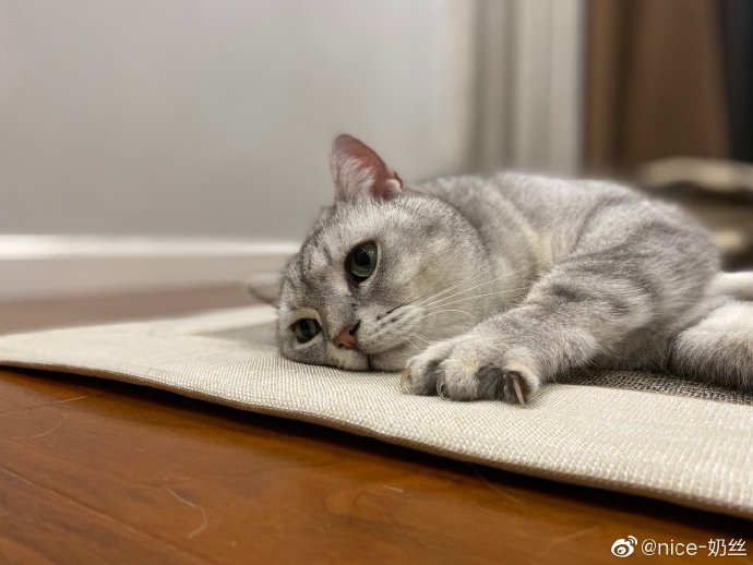 猫图片|宠物猫|猫咪|