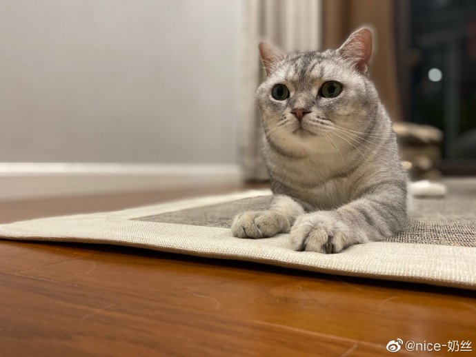 猫图片|宠物猫|猫咪|