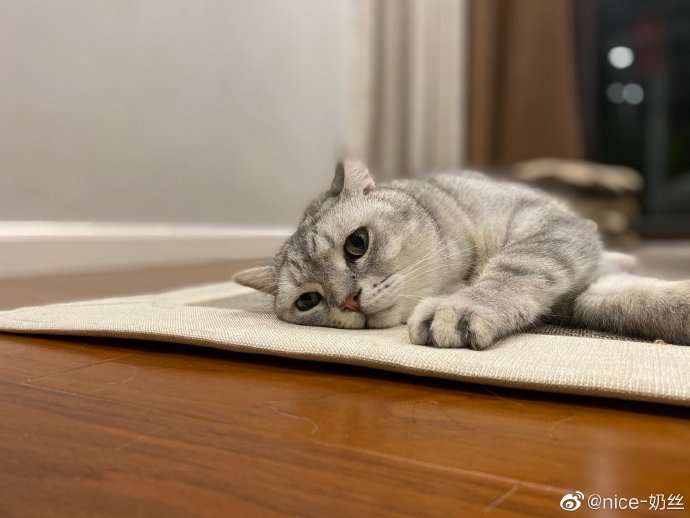 猫图片|宠物猫|猫咪|