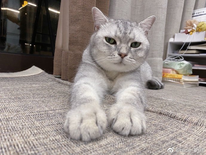 猫图片|宠物猫|猫咪|