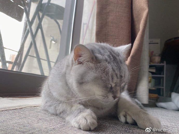 猫图片|宠物猫|猫咪|