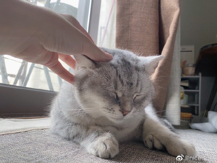 猫图片|宠物猫|猫咪|