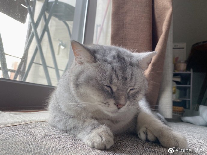 猫图片|宠物猫|猫咪|