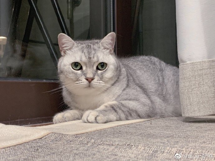 猫图片|宠物猫|猫咪|