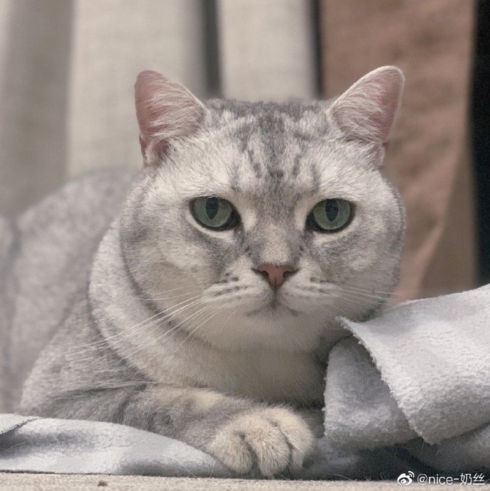 猫图片|宠物猫|猫咪|