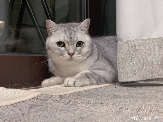 猫图片|宠物猫|猫咪|