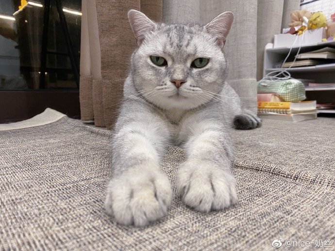 猫图片|宠物猫|猫咪|