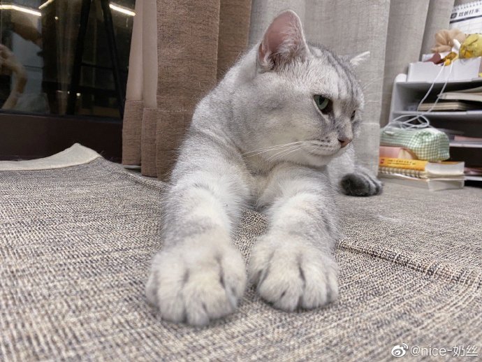 猫图片|宠物猫|猫咪|