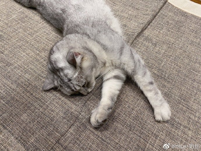 猫图片|宠物猫|猫咪|