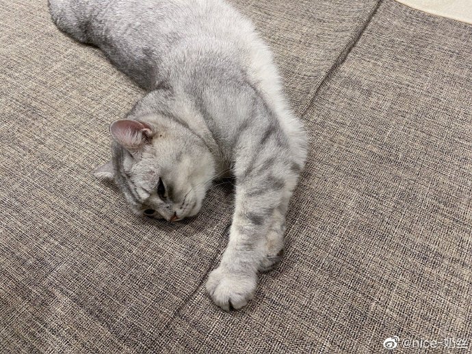 猫图片|宠物猫|猫咪|