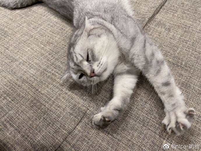 猫图片|宠物猫|猫咪|