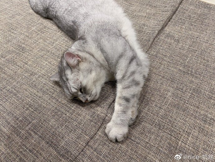 猫图片|宠物猫|猫咪|