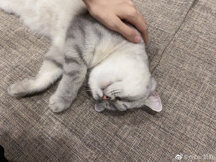 猫图片|宠物猫|猫咪|