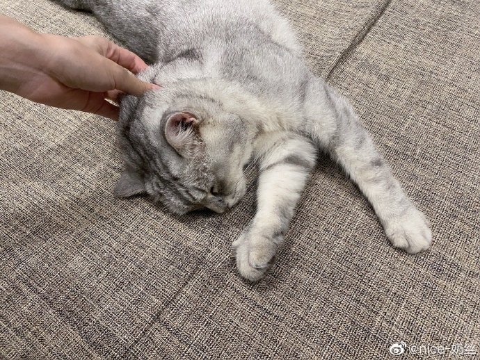 猫图片|宠物猫|猫咪|