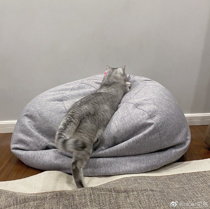 猫图片|宠物猫|猫咪|