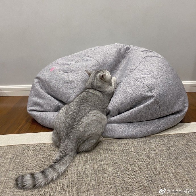 猫图片|宠物猫|猫咪|