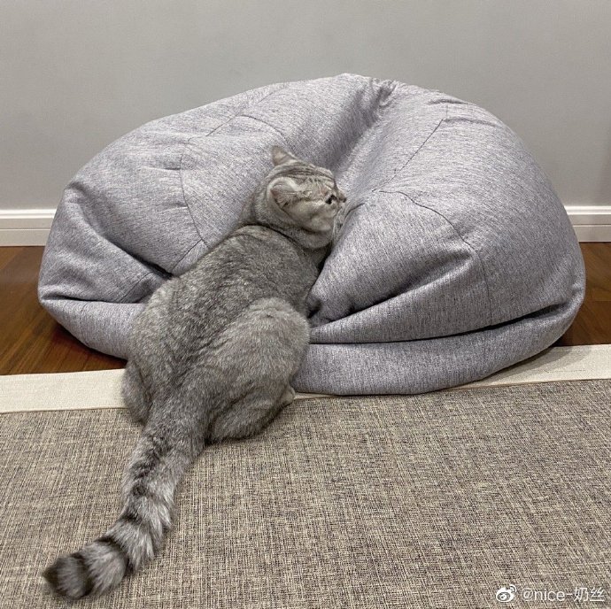 猫图片|宠物猫|猫咪|