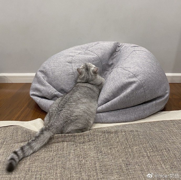 猫图片|宠物猫|猫咪|