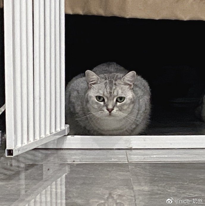 猫图片|宠物猫|猫咪|