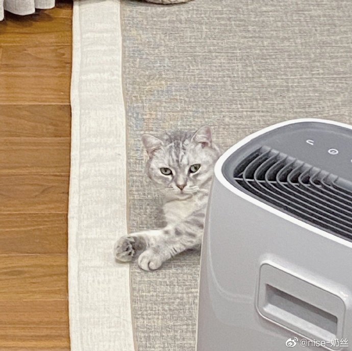 猫图片|宠物猫|猫咪|