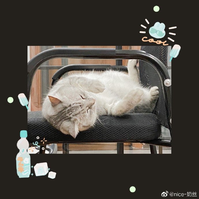 猫图片|宠物猫|猫咪|