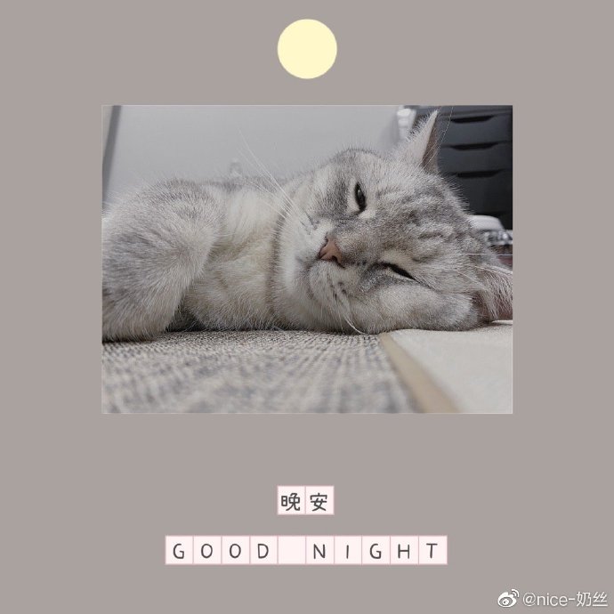 猫图片|宠物猫|猫咪|