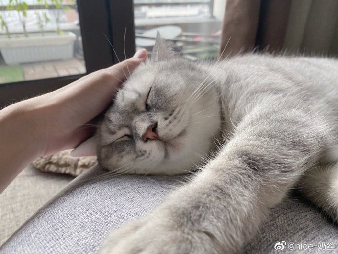 猫图片|宠物猫|猫咪|