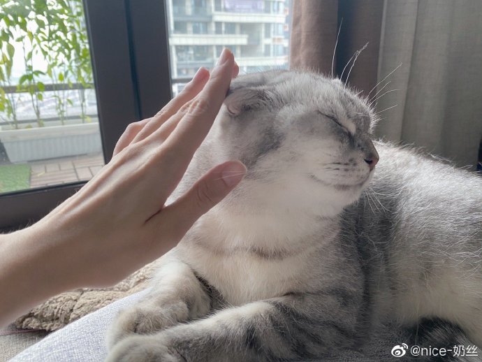 猫图片|宠物猫|猫咪|