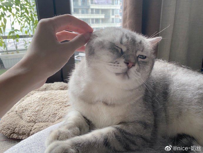 猫图片|宠物猫|猫咪|