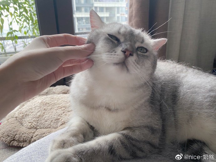 猫图片|宠物猫|猫咪|