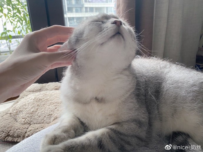 猫图片|宠物猫|猫咪|