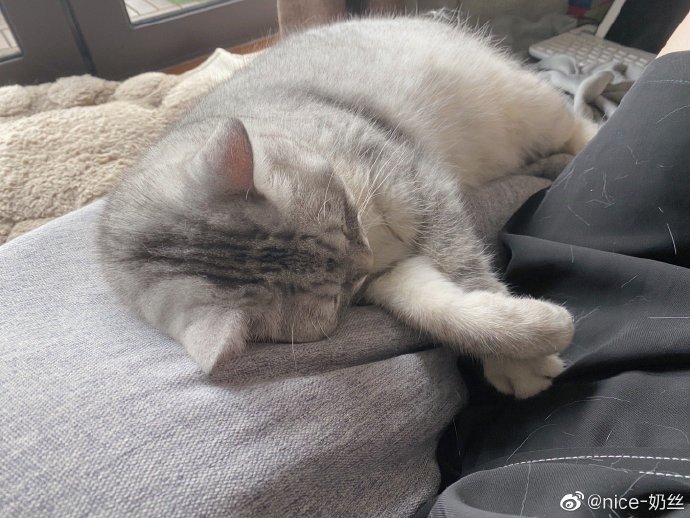 猫图片|宠物猫|猫咪|