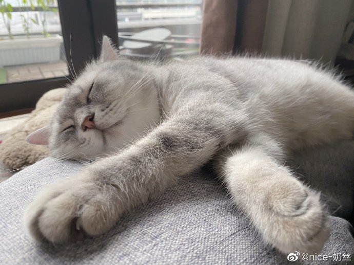 猫图片|宠物猫|猫咪|