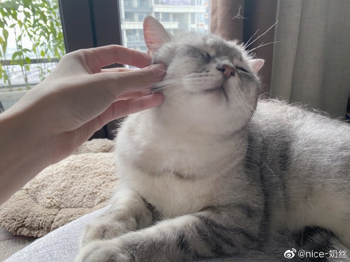 猫图片|宠物猫|猫咪|