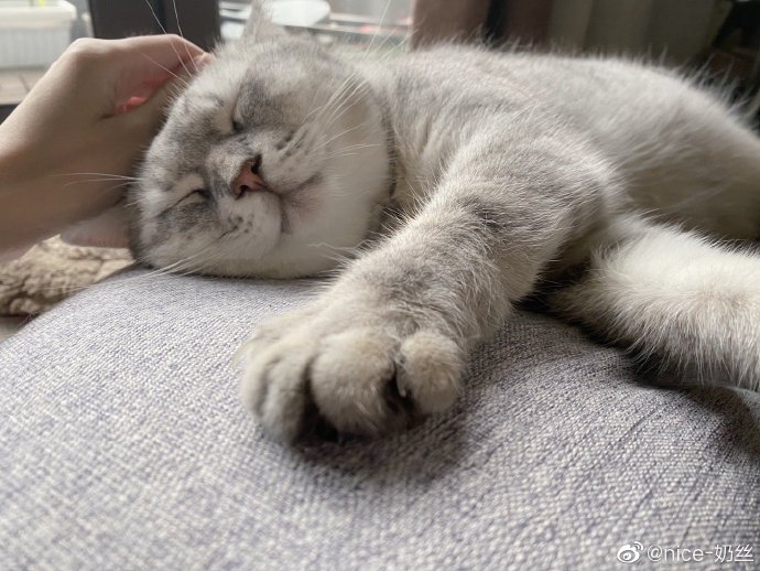 猫图片|宠物猫|猫咪|