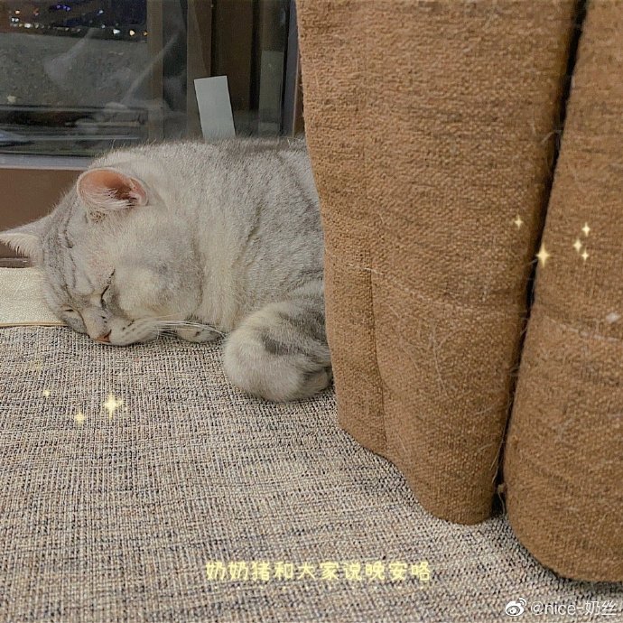 猫图片|宠物猫|猫咪|