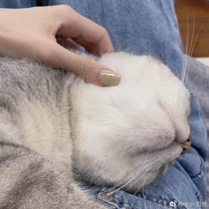 猫图片|宠物猫|猫咪|