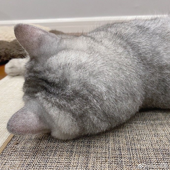 猫图片|宠物猫|猫咪|