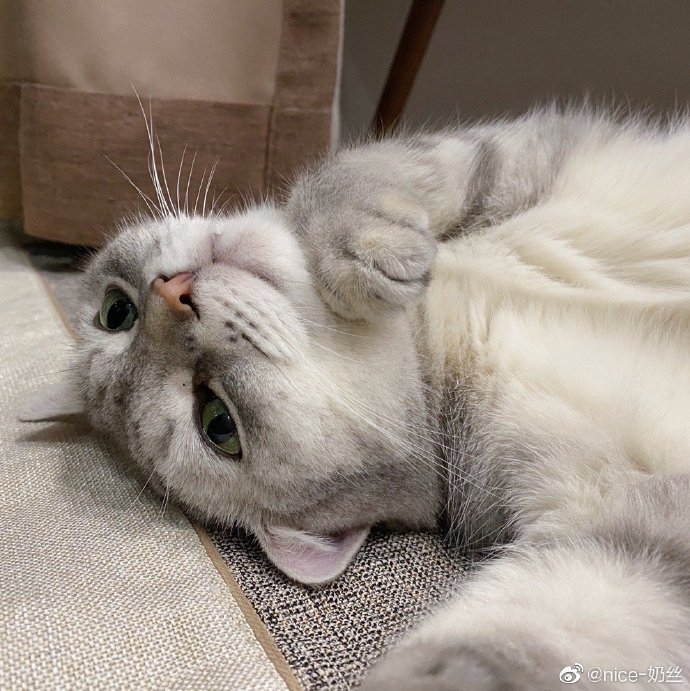 猫图片|宠物猫|猫咪|