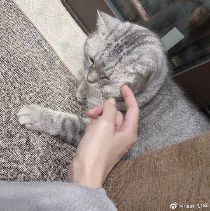 猫图片|宠物猫|猫咪|