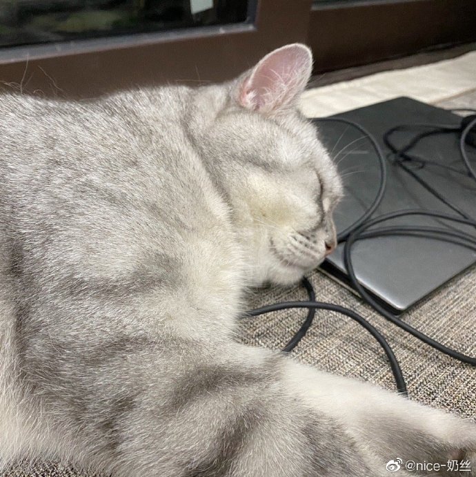 猫图片|宠物猫|猫咪|