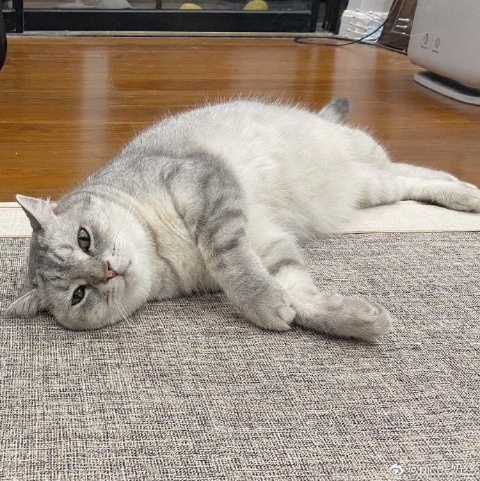 猫图片|宠物猫|猫咪|