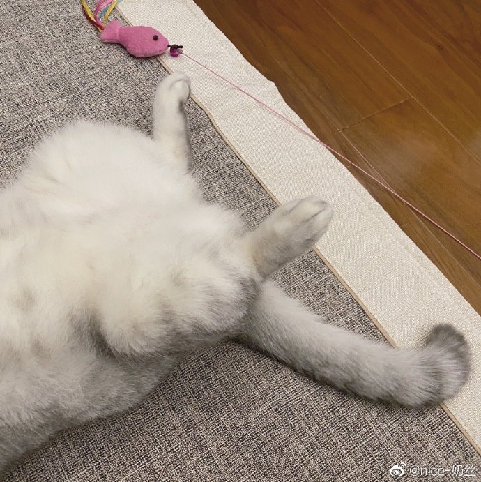 猫图片|宠物猫|猫咪|