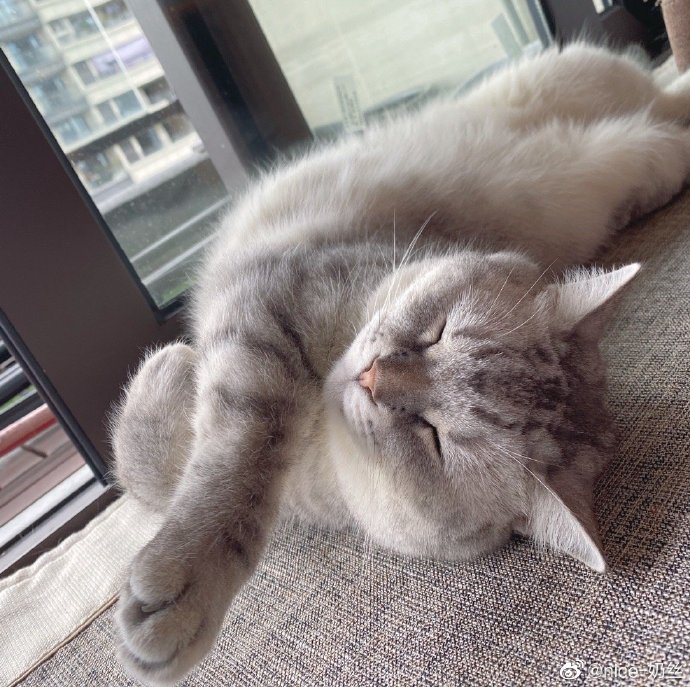 猫图片|宠物猫|猫咪|